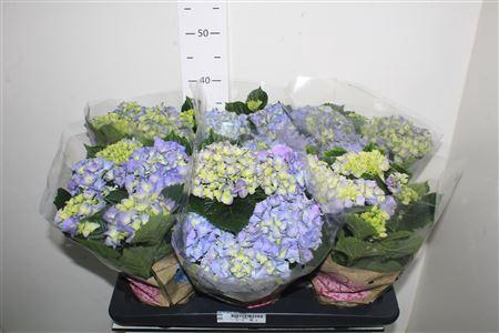 <h4>Hydr M Early Blue 6+</h4>