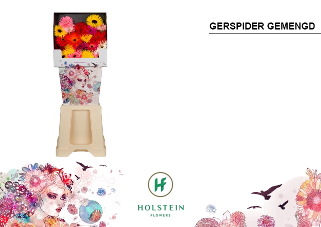 <h4>Germini Spider Mix Spider Diamond</h4>