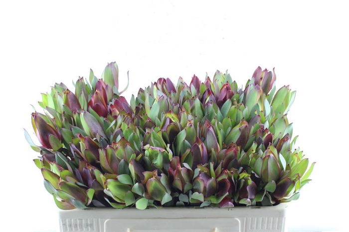 <h4>Leucad Senorita</h4>