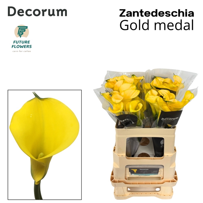 <h4>Calla Gold Medal</h4>