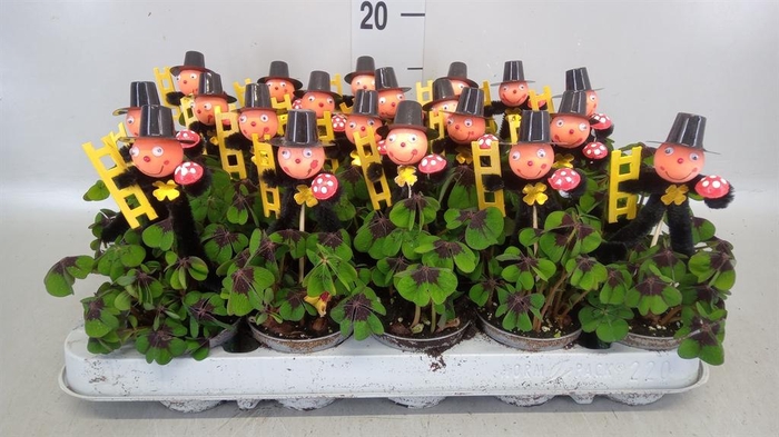 <h4>Oxalis deppei</h4>