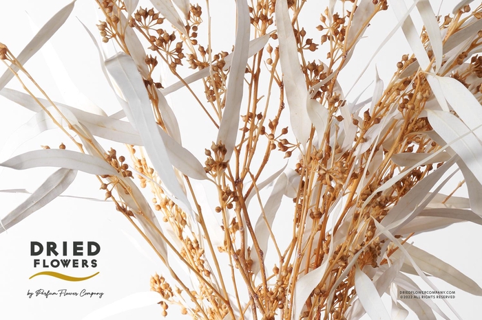 Dried Bleached Eucalyptus Exotica