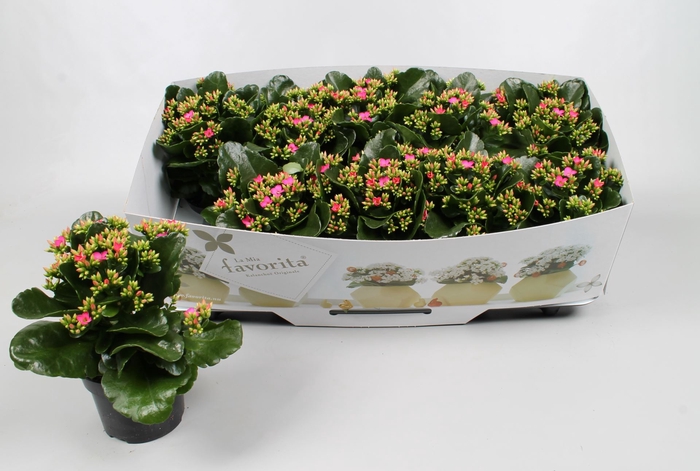 Kalanchoe Favorita Bella Rosa