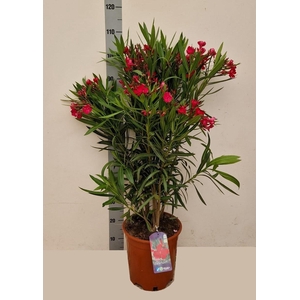 NERI OLEANDER