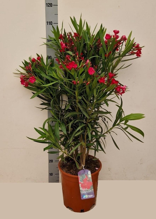 <h4>NERI OLEANDER</h4>