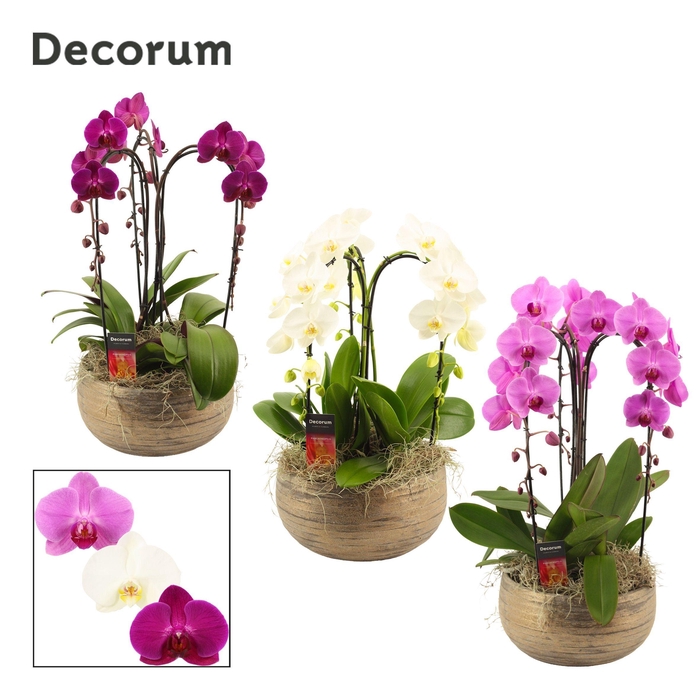<h4>Oro cascade 3 tak symphony mix (Deco-collection)</h4>