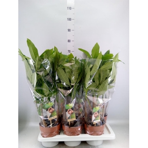 Pachira aquatica