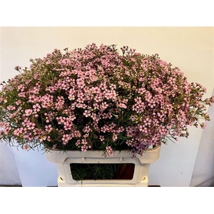 CHAME UN JUPITER SOL