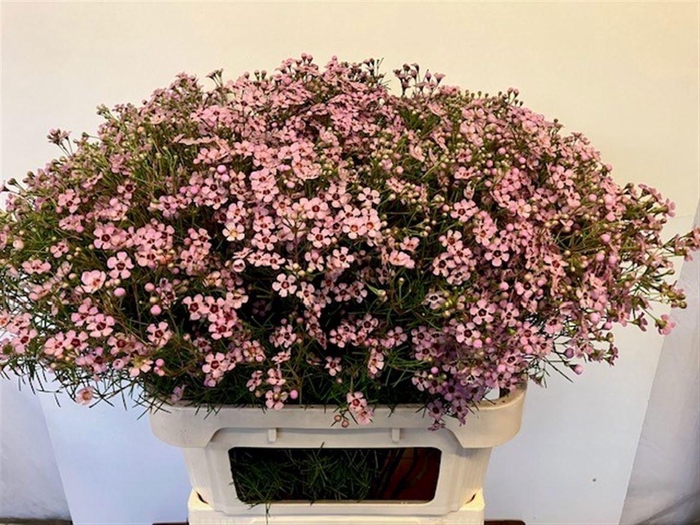 <h4>CHAME UN JUPITER SOL</h4>