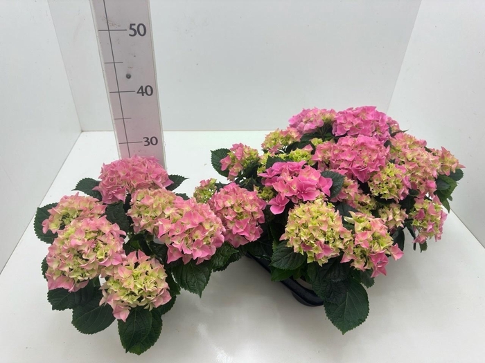 <h4>HYDR M EARLY</h4>