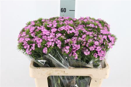 Di Barb Lavender Melian X50