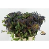 VIBURNUM TINUS BERRY
