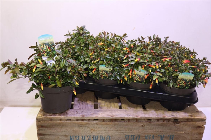 <h4>arr8 Justicia Ov</h4>