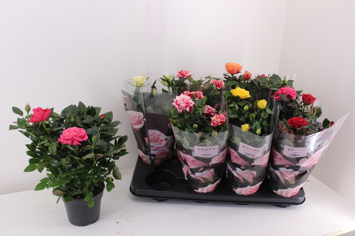 arr8 Ro Pathit Gem 6 Srt