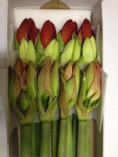 <h4>Hippeastrum mix in box (white, red, colour)</h4>