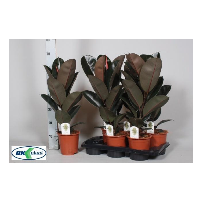 <h4>Ficus elastica Abidjan 17Ø 60cm 1pp</h4>