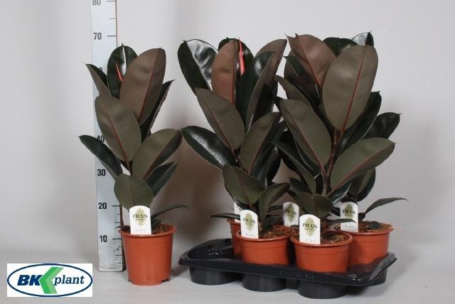 Ficus elastica Abidjan 17Ø 60cm 1pp