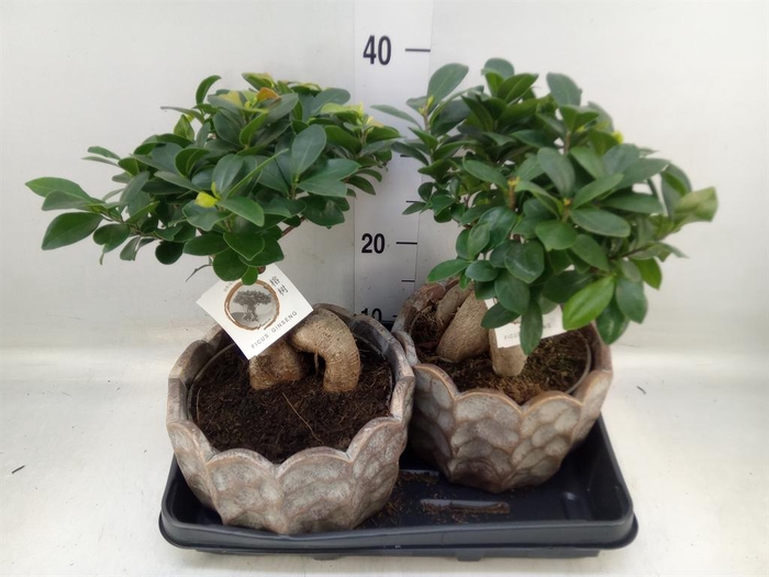 <h4>Ficus microcarpa 'Ginseng'</h4>