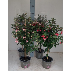 FUCHSIA OV