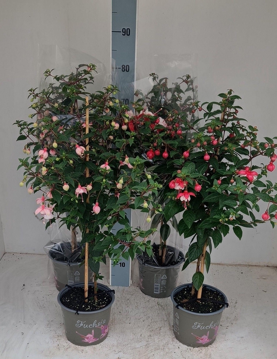 <h4>FUCHSIA OV</h4>