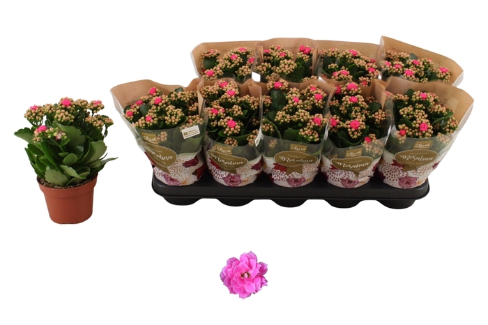 <h4>KAL GE NANDO PINK</h4>