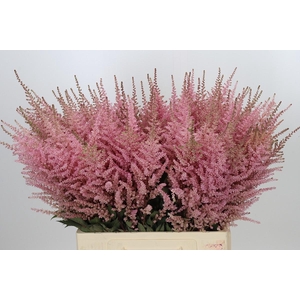 Astilbe Ch Romanze