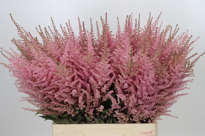 <h4>Astilbe Ch Romanze</h4>