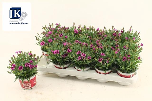 DIAN PICTURE PERFECT