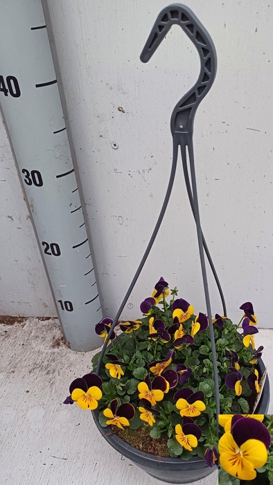 <h4>VIO CO EM L PU JU UP</h4>