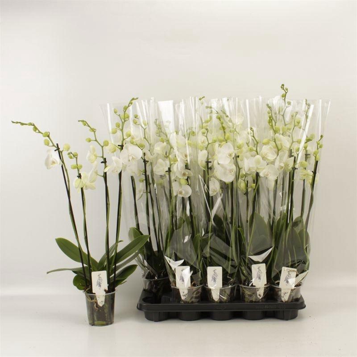 <h4>PHAL WHITE VELVET</h4>