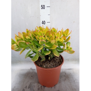 Crassula ovata 'Sunset'