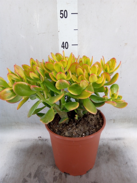 <h4>Crassula ovata 'Sunset'</h4>