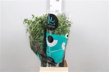 <h4>Chasmanth Lat Mantis</h4>