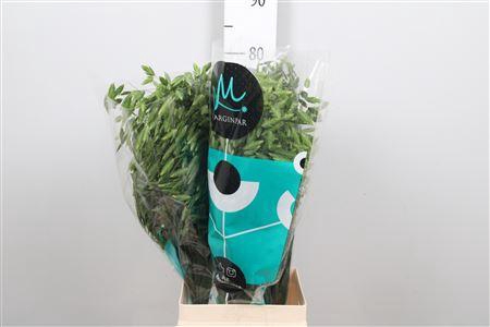 <h4>Chasmanth Lat Mantis</h4>