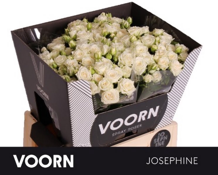 <h4>R Tr Josephine Voorn</h4>