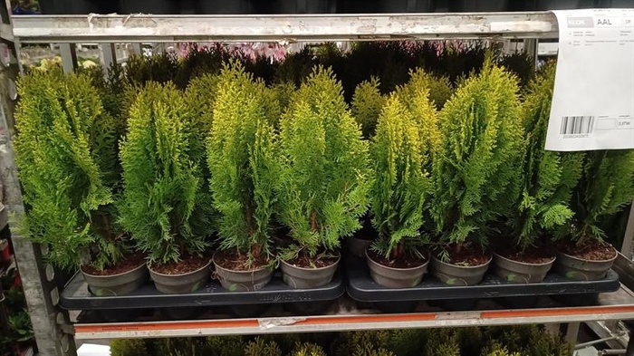 <h4>Platycladus orientalis Aurea Nana</h4>