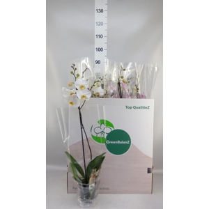 PHALAENOPSIS  1 SPIKE 10+