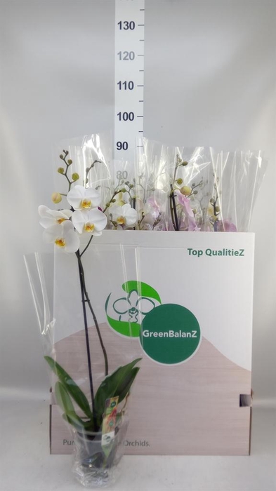 <h4>PHALAENOPSIS 1 SPIKE 10+</h4>