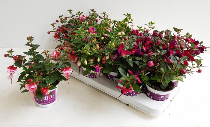 <h4>FUCHSIA B F GEM</h4>