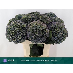 Hydr Parade Classic Green Purple 80 cm Vicini