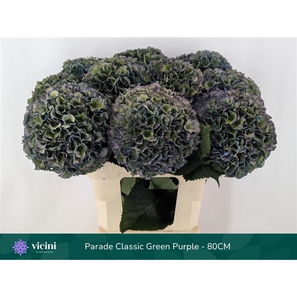 <h4>Hydr Parade Classic Green Purple 80 cm Vicini</h4>