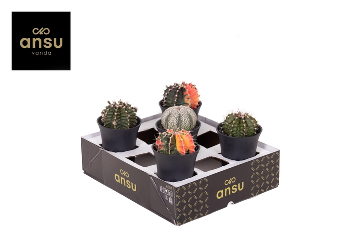 <h4>Exclusive Cactus Mix XL</h4>