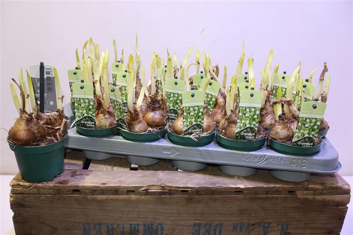 <h4>Leucoj Aestivum</h4>