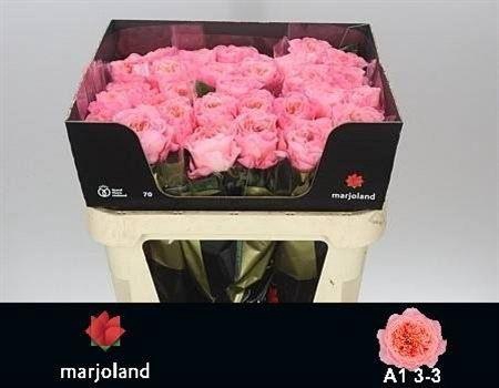 <h4>R Gr Mayfield!</h4>