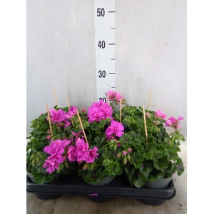 Pelargonium pelt.   ...