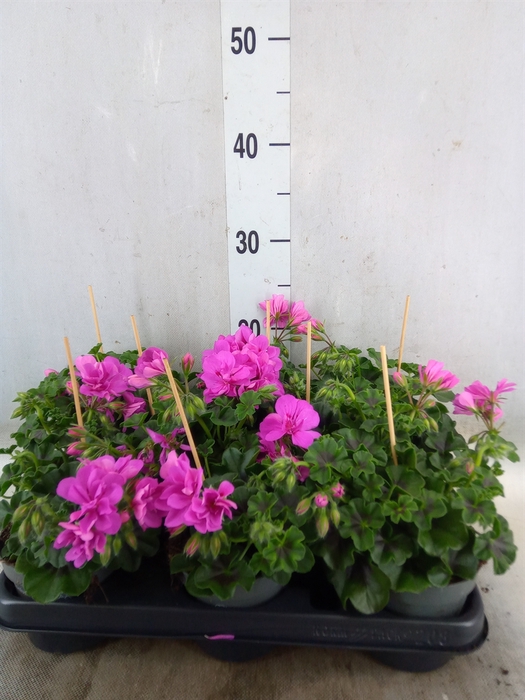 <h4>Pelargonium pelt.   ...</h4>