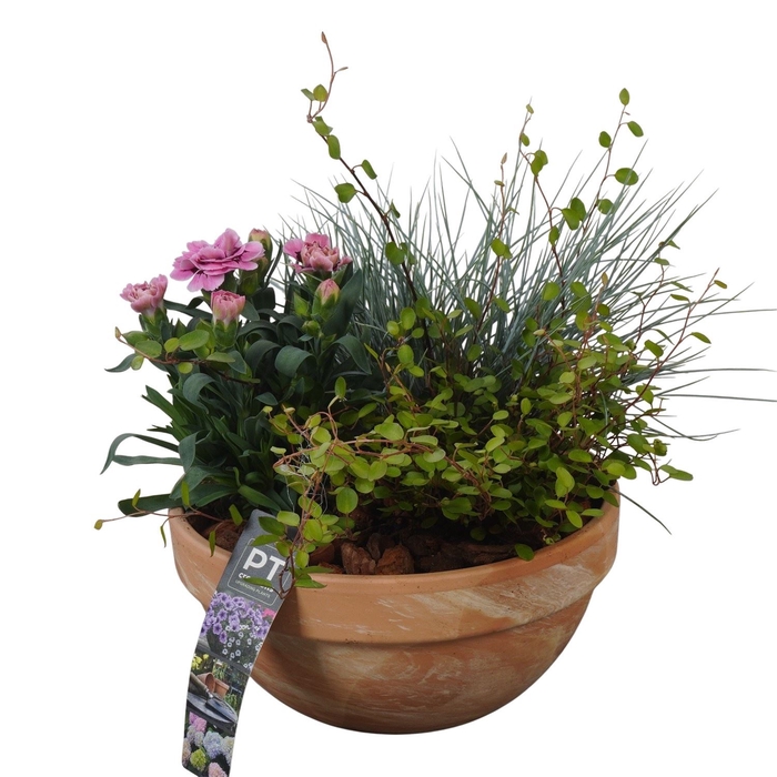 <h4>Arr.   Tuinplanten L%</h4>