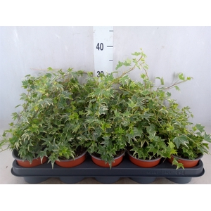 Hedera helix 'White Ripple'