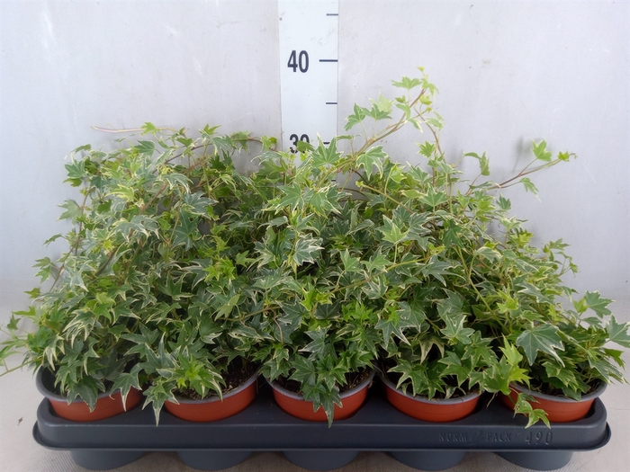 <h4>Hedera helix 'White Ripple'</h4>