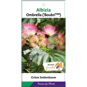 Albizia julibrissin